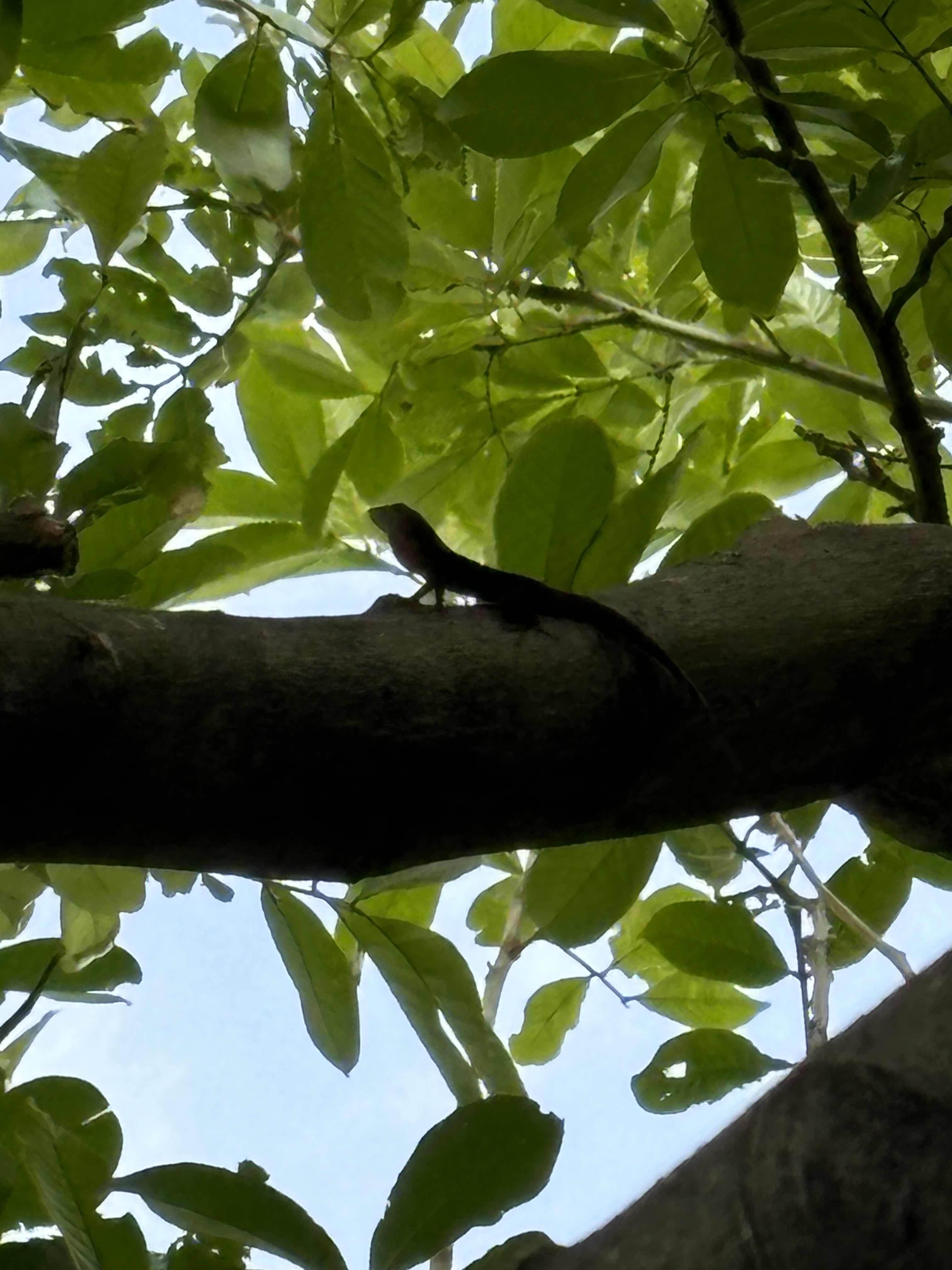 A lizard in our back yard in Portmore